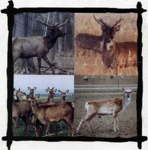 Deer Farming Handbook Cover